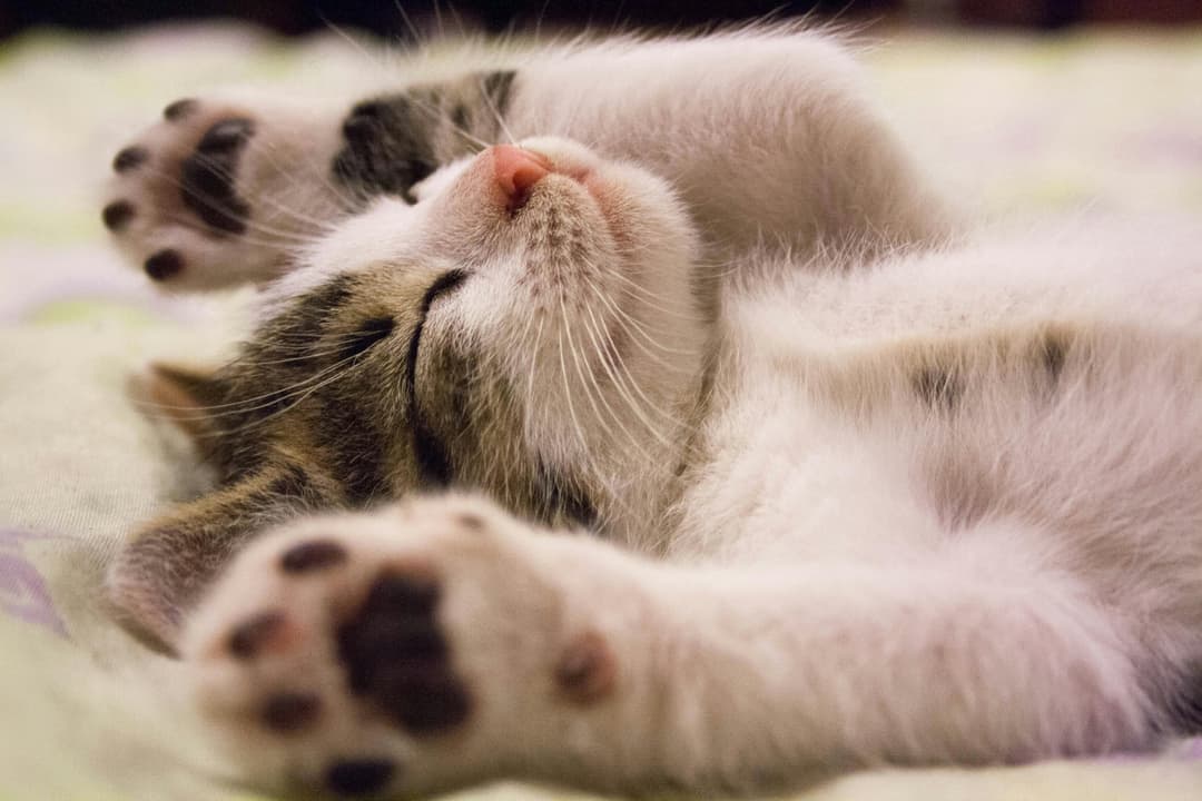 Too tired to exercise_sleeping cat